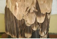 bird feathers 0011